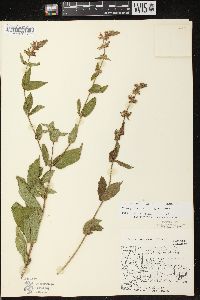 Stachys tenuifolia image