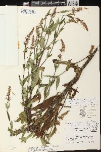 Stachys tenuifolia image