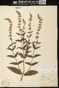 Stachys tenuifolia image