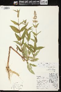 Stachys tenuifolia image