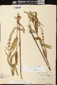 Stachys tenuifolia image