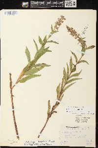 Stachys tenuifolia image