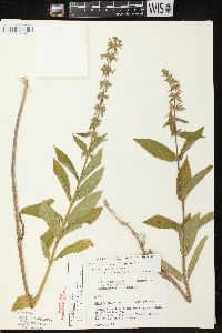 Stachys tenuifolia image