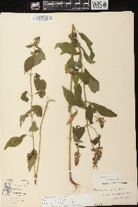 Stachys tenuifolia image