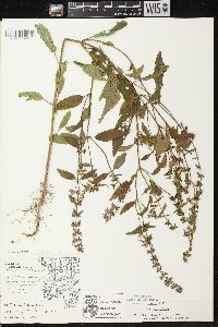 Stachys tenuifolia image