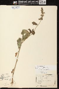 Stachys tenuifolia image