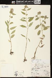 Stachys tenuifolia image