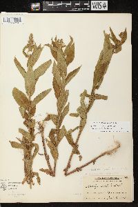 Stachys tenuifolia image