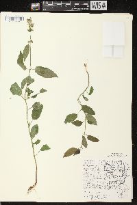 Stachys tenuifolia image