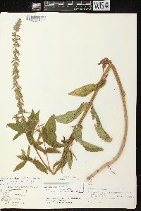 Stachys tenuifolia image