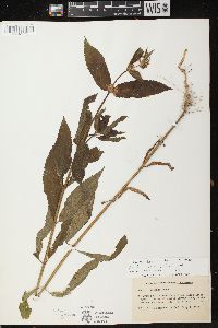 Stachys tenuifolia image