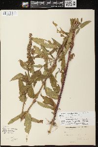 Stachys tenuifolia image