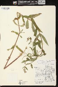 Stachys tenuifolia image