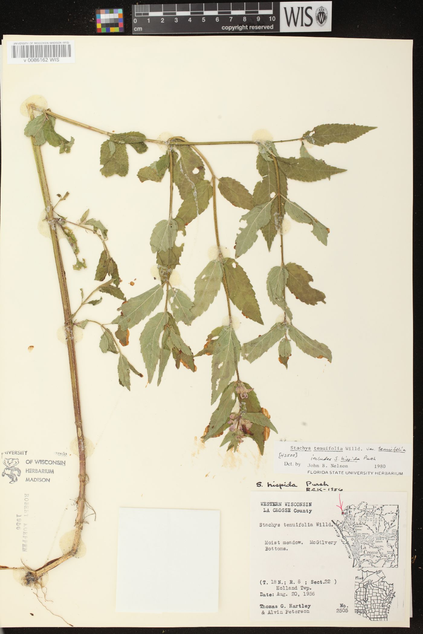 Stachys tenuifolia var. tenuifolia image