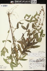 Stachys tenuifolia image