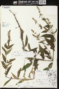 Stachys tenuifolia image