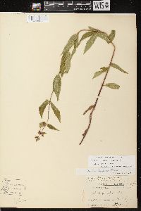 Stachys tenuifolia image