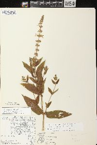 Stachys tenuifolia image