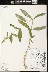 Stachys tenuifolia image