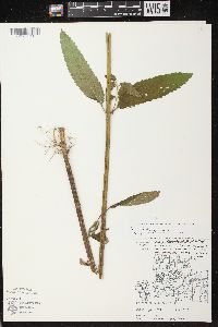 Stachys tenuifolia image