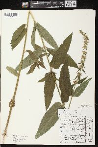 Stachys tenuifolia image