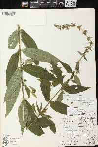 Stachys tenuifolia image