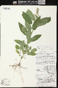 Stachys tenuifolia image