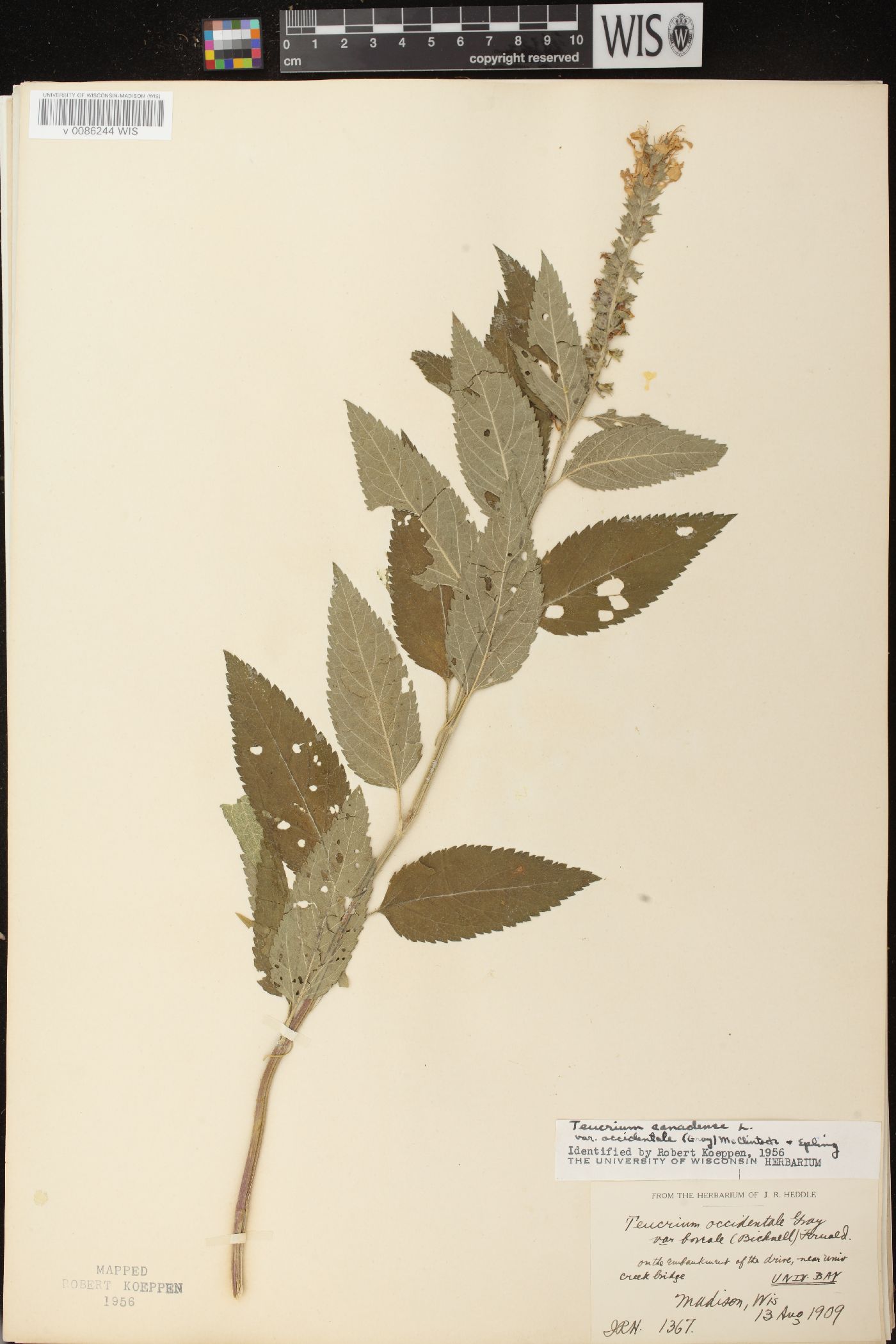 Teucrium canadense var. occidentale image