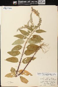 Teucrium canadense var. occidentale image