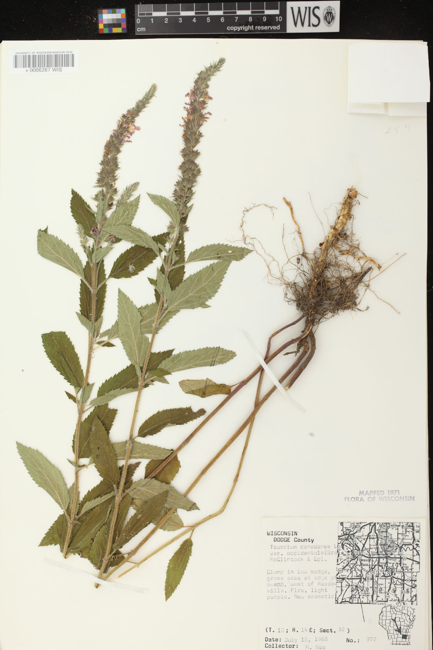 Teucrium canadense var. occidentale image