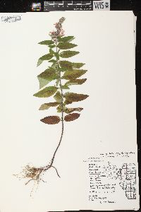 Teucrium canadense var. occidentale image