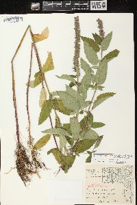 Teucrium canadense var. occidentale image