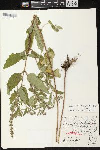 Teucrium canadense var. occidentale image