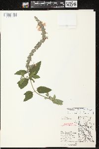 Teucrium canadense var. occidentale image