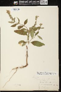 Teucrium canadense var. occidentale image