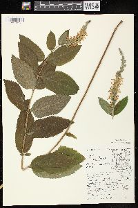 Teucrium canadense var. canadense image