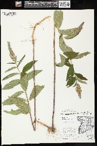 Teucrium canadense var. canadense image