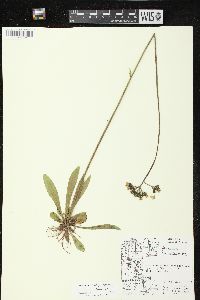 Hieracium caespitosum image