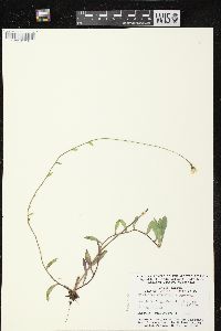 Hieracium caespitosum image