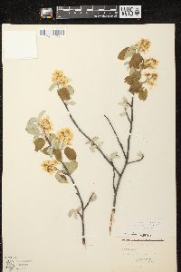 Amelanchier spicata image