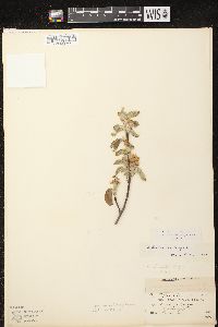 Amelanchier spicata image