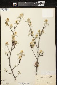 Amelanchier spicata image