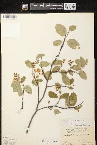 Amelanchier spicata image