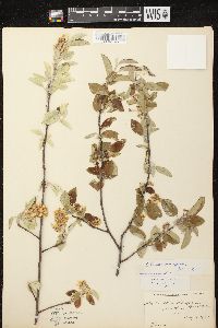 Amelanchier spicata image