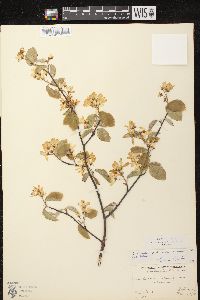 Amelanchier spicata image