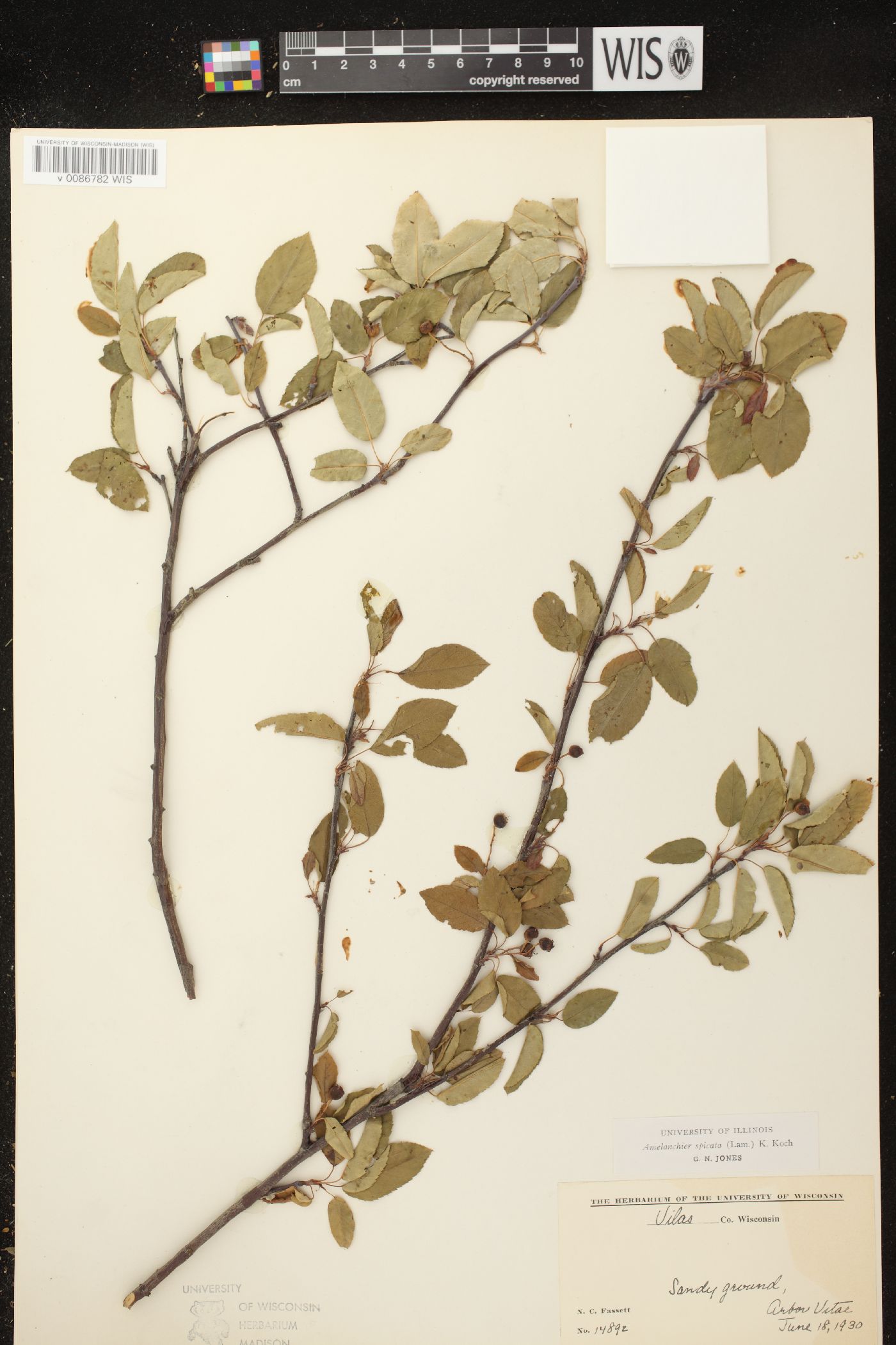 Amelanchier spicata image