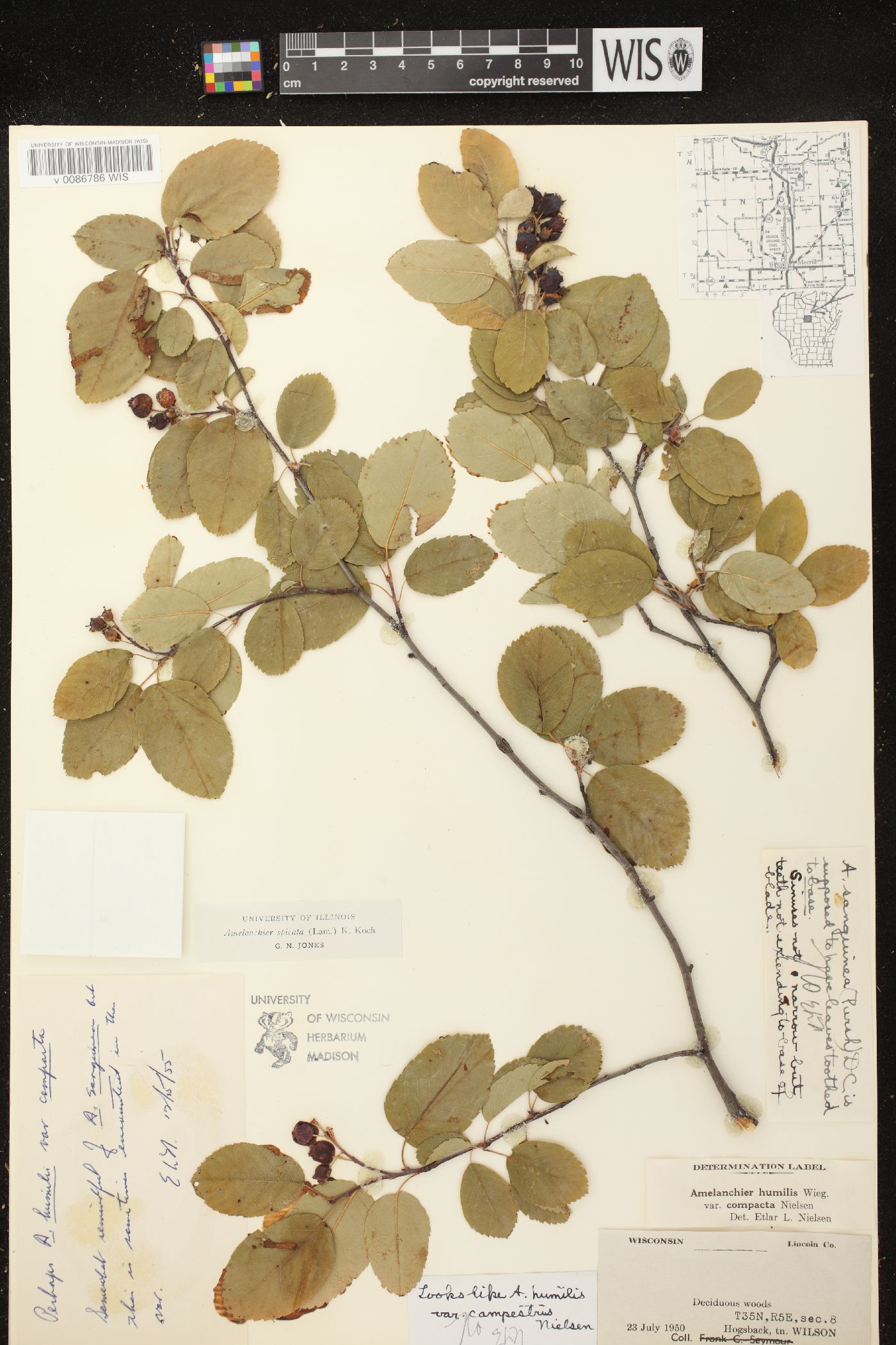 Amelanchier spicata image