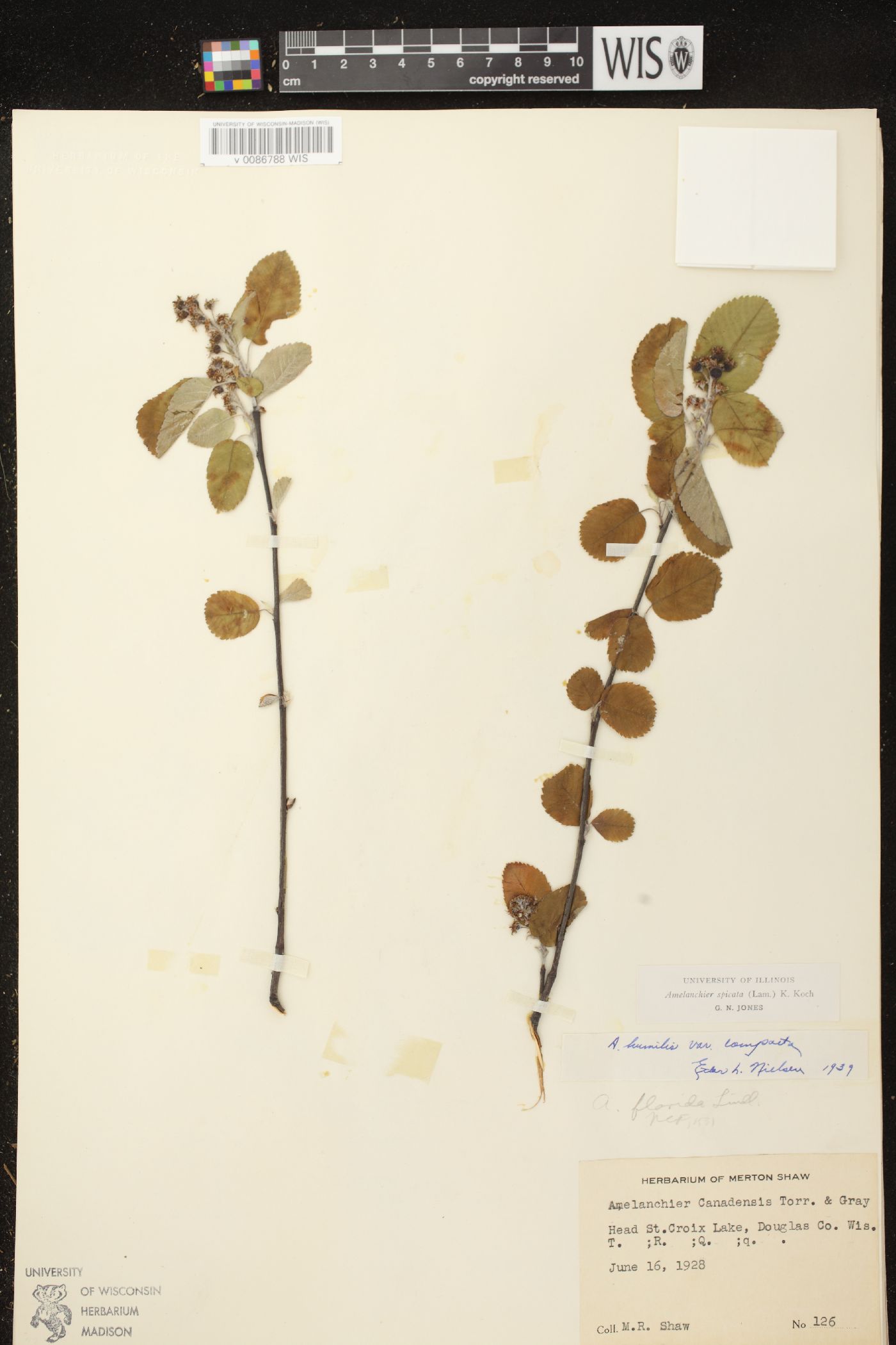 Amelanchier spicata image