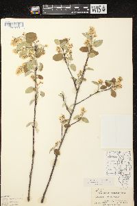 Amelanchier spicata image