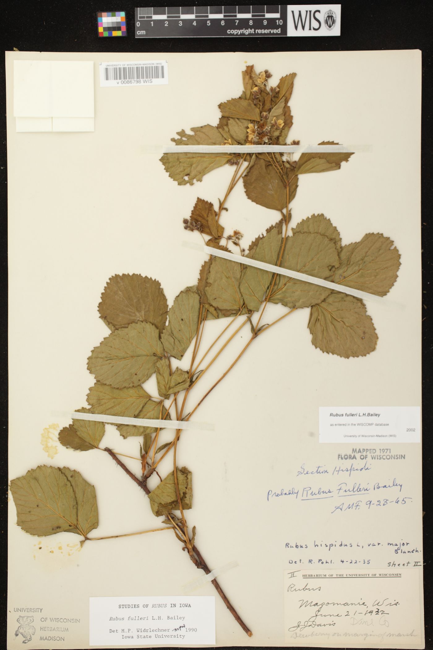 Rubus fulleri image